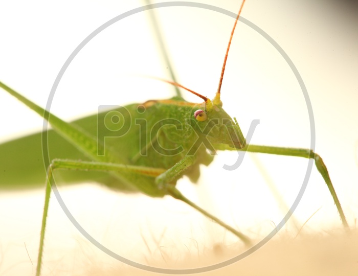 A Grasshopper