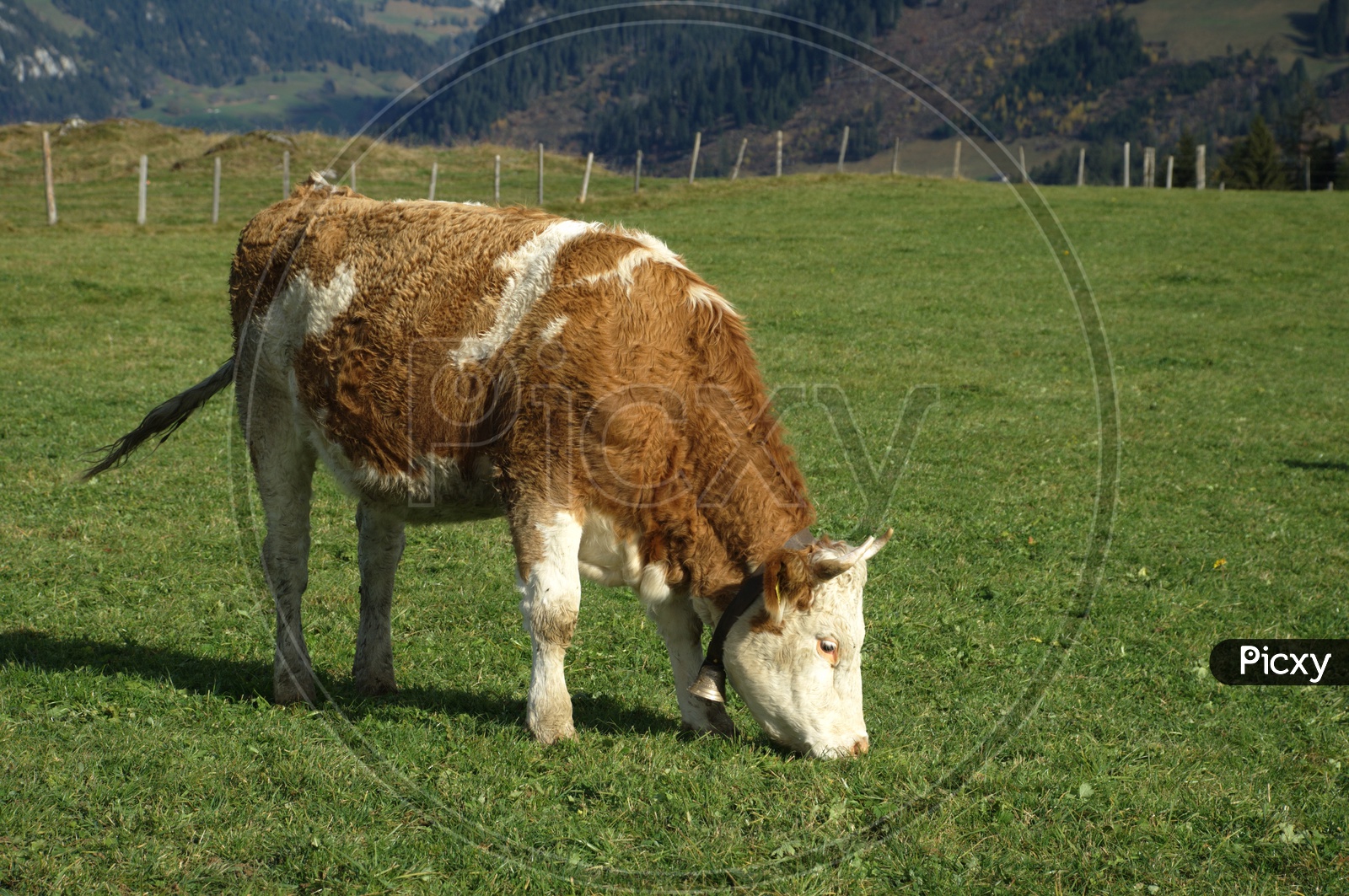 cow grazing in an open grass land