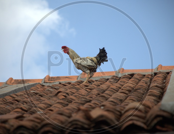 Indian Cock or Hen On  Hut Roof Top