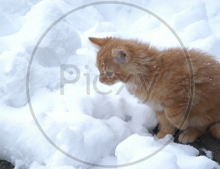 A idle hosico cat in snow