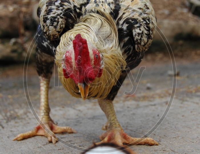 Indian Hen or cock