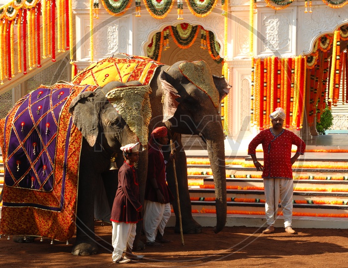 Mahouts with decorated elephants