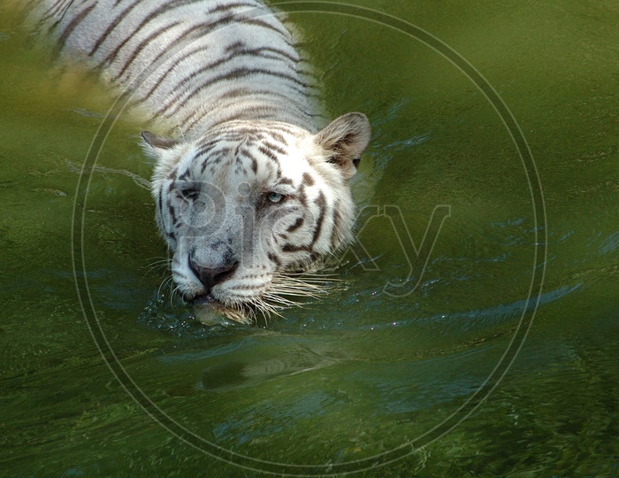 A White Tiger in the pond water