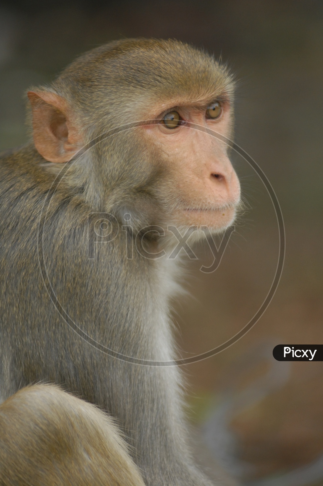 Close up shot of Monkey face