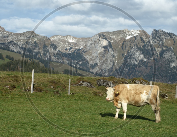 a bull in a green field and mountains in the back