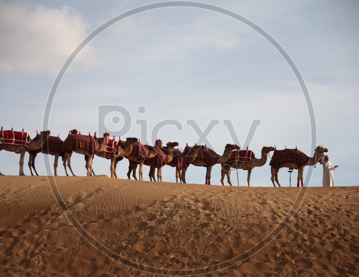 Group of camels and a man stationary in a desert