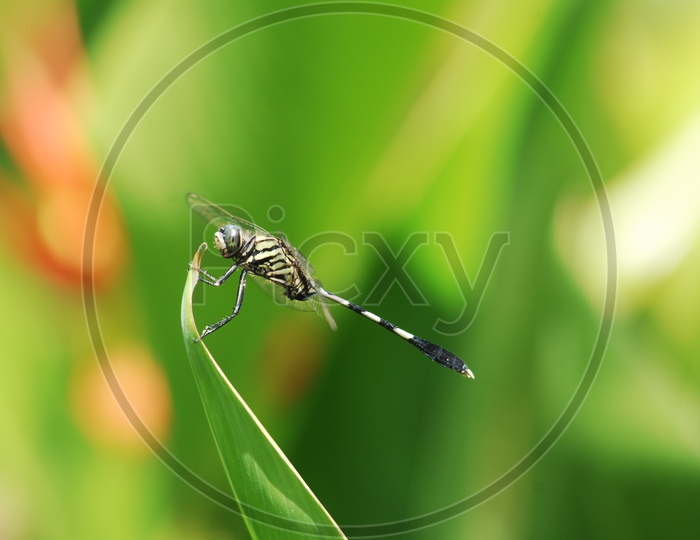 A Dragonfly on a leaf