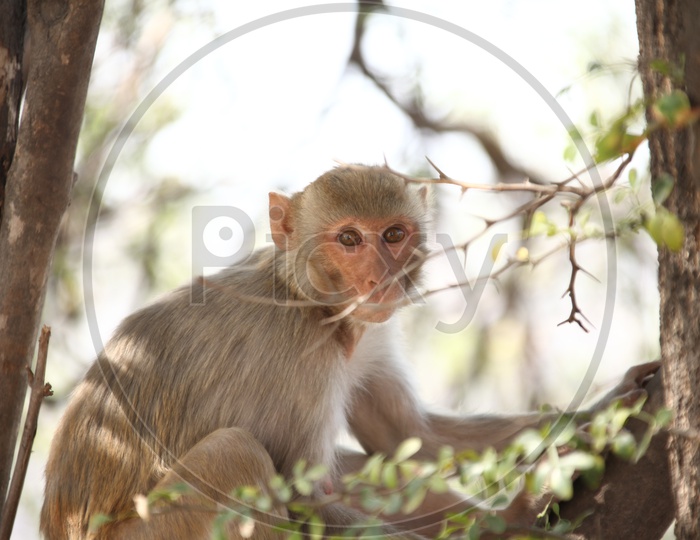 Indian Young Monkey or Macaque  Sitting On a tree
