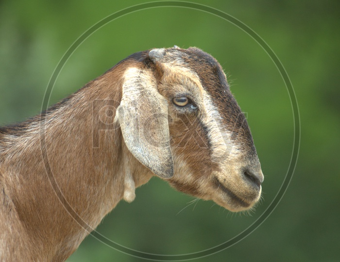 A Goat's head