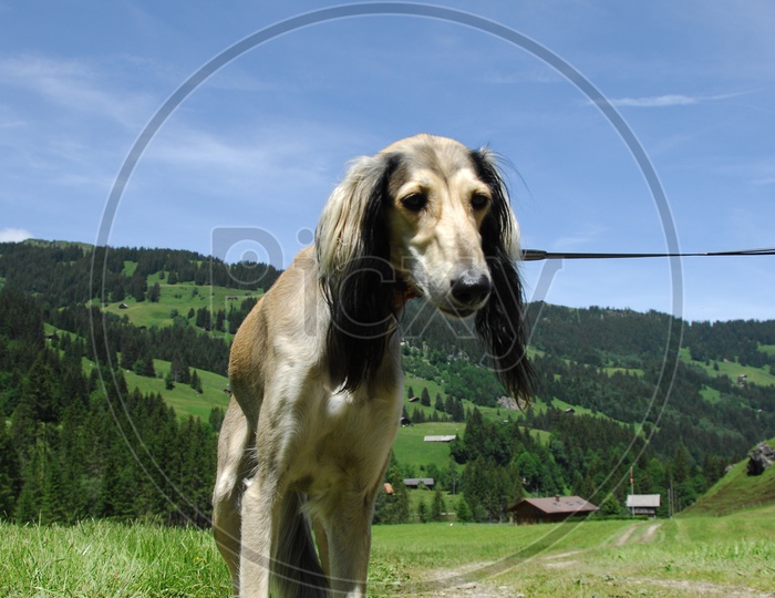 A Greyhound dog