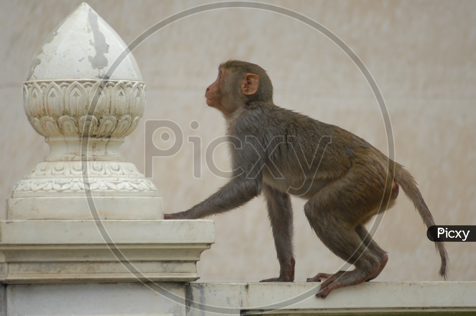 Indian Monkeys Or Macaques Doing Feats on walls