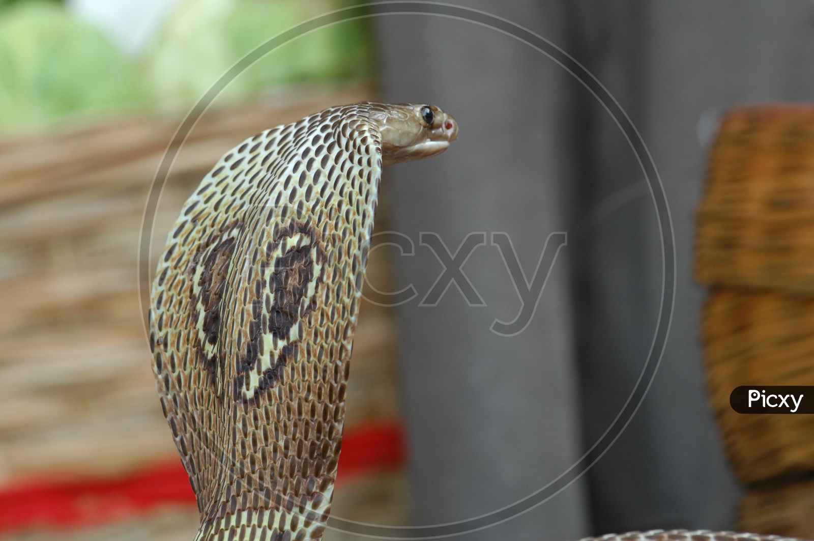 An Indian Cobra with its hood opened