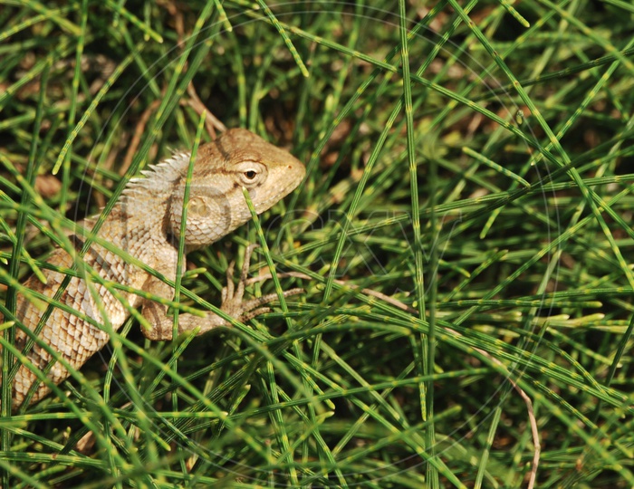 Common Garden Lizard Or Bearded Dragon Lizard on garden grass