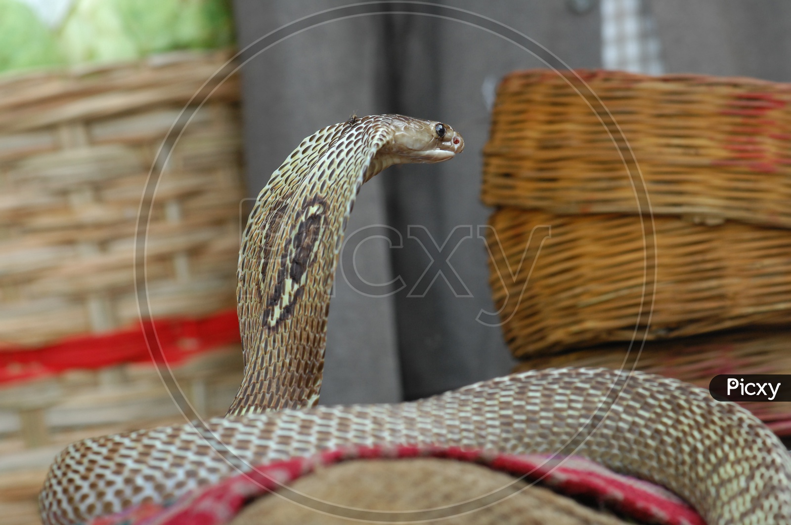 An Indian Cobra