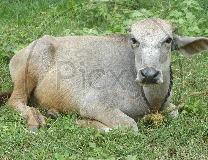 a cow rested in the grass