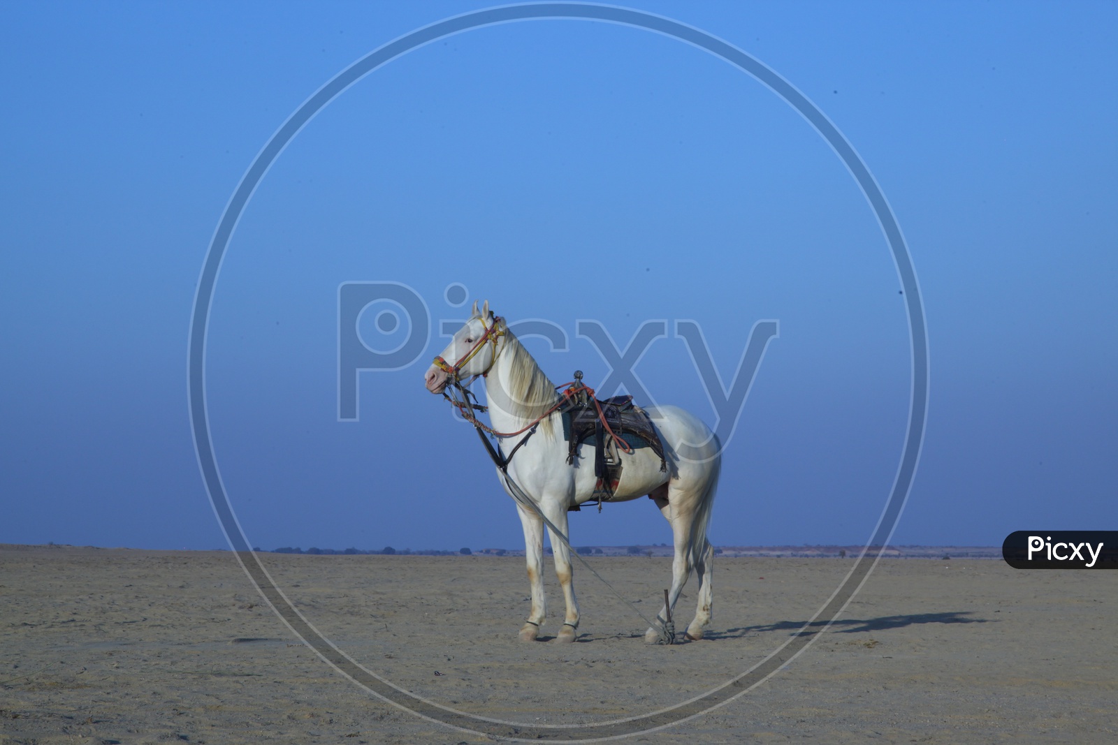 A White Riding Horse In Desert