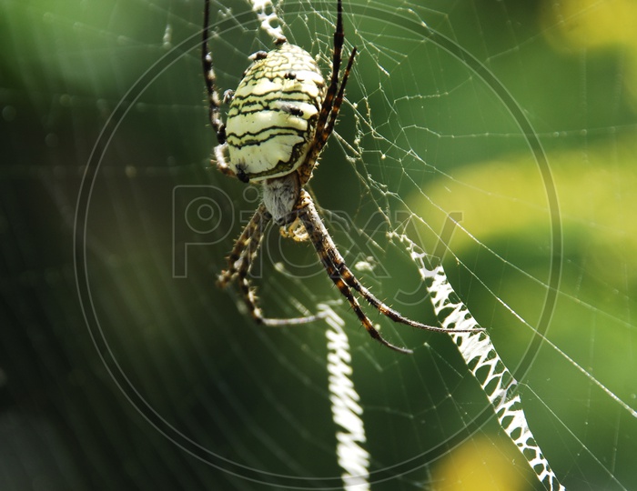 A Spider in a web