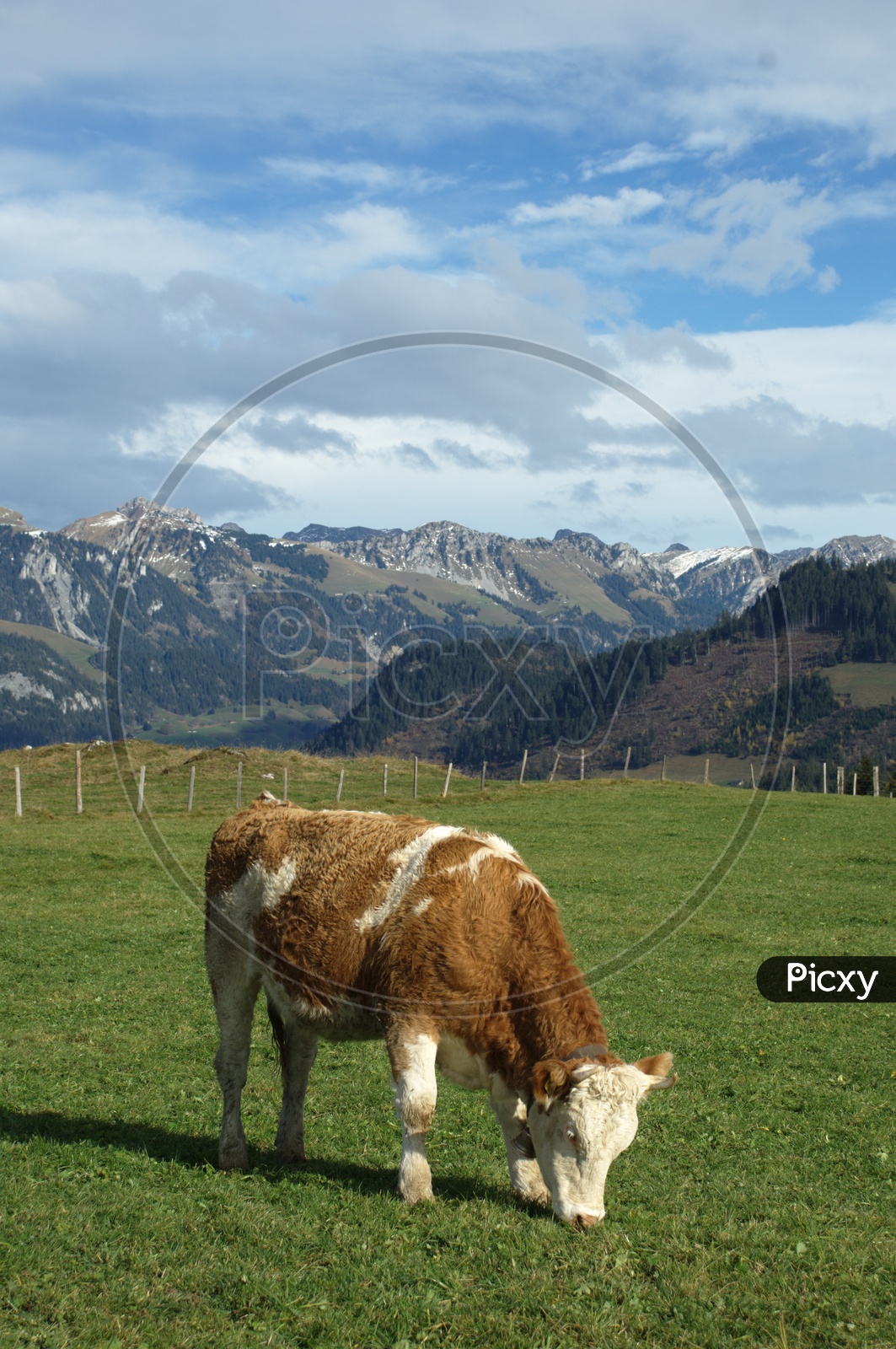a cow grazing in the field and mountains in the back