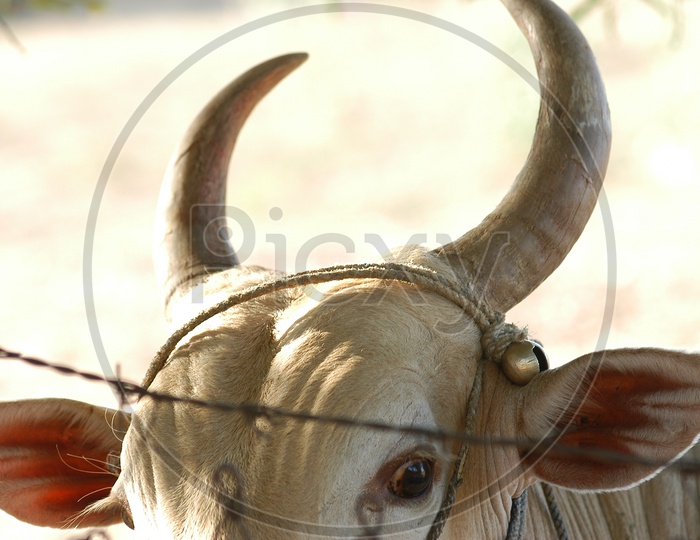 close shot of a bull