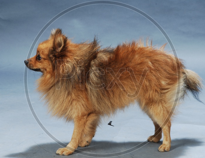 A Pomeranian dog