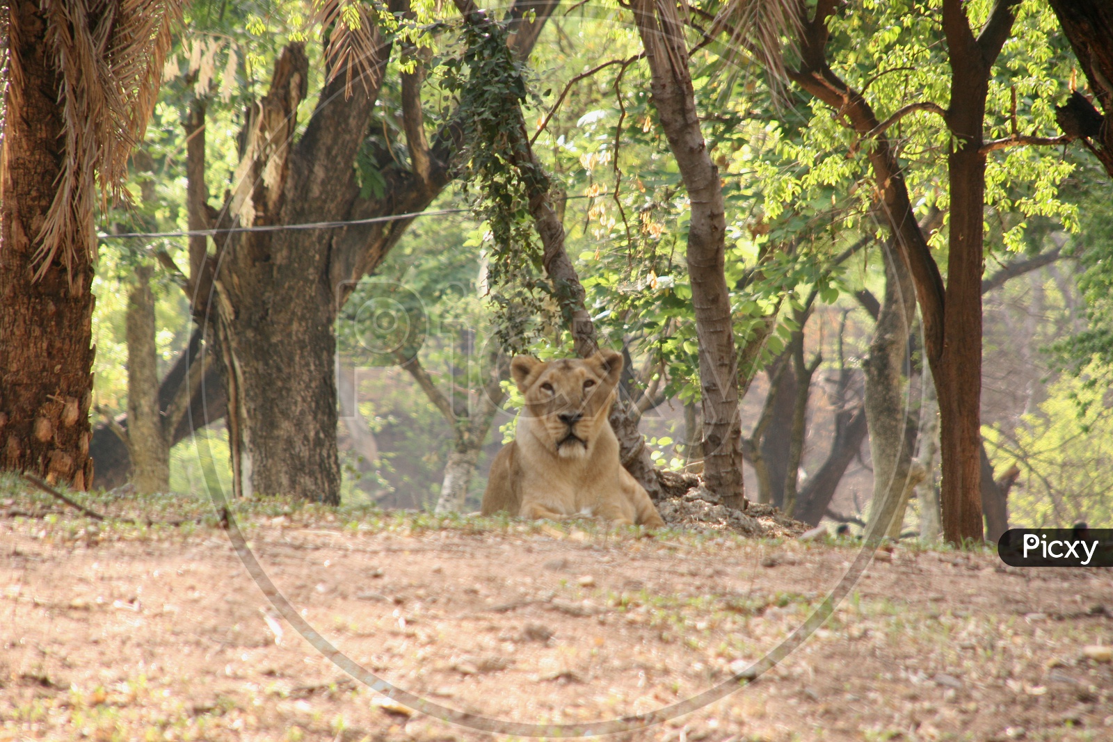 East African Lioness