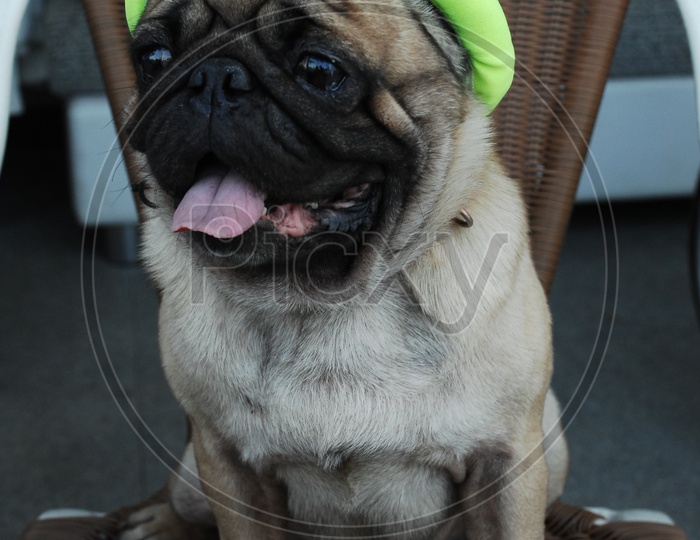 A Pug dog wearing a hat sitting on the chair