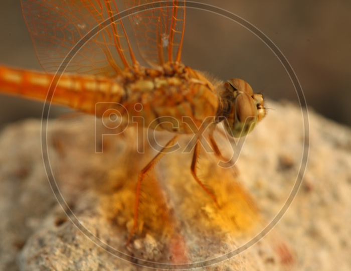 A closeup of Dragonfly
