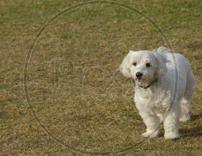 A Maltese dog