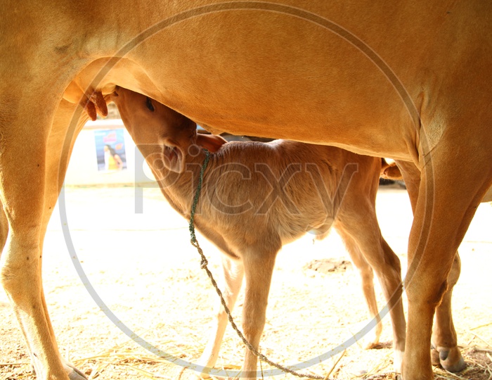 Calf having feed from cow