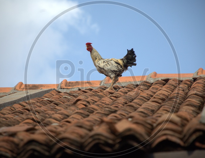 Indian Hen On Hut Roof
