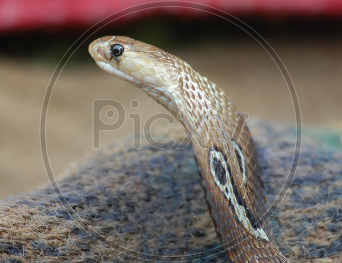 An Indian Cobra