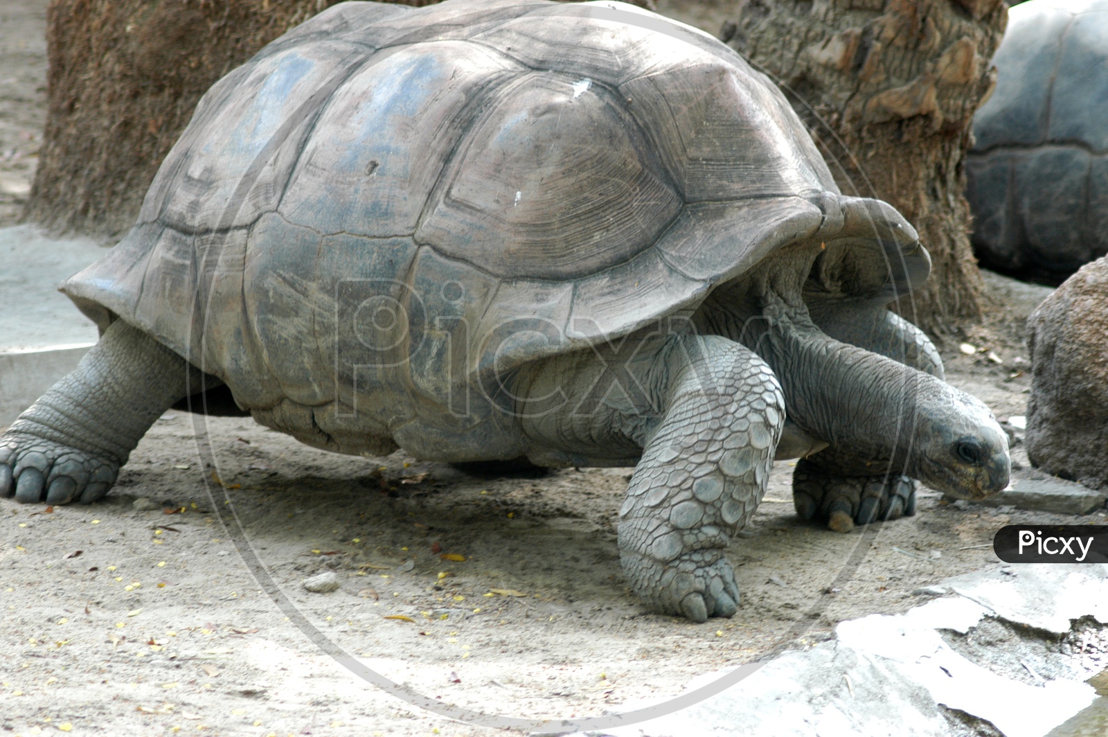A Galápagos Tortoise