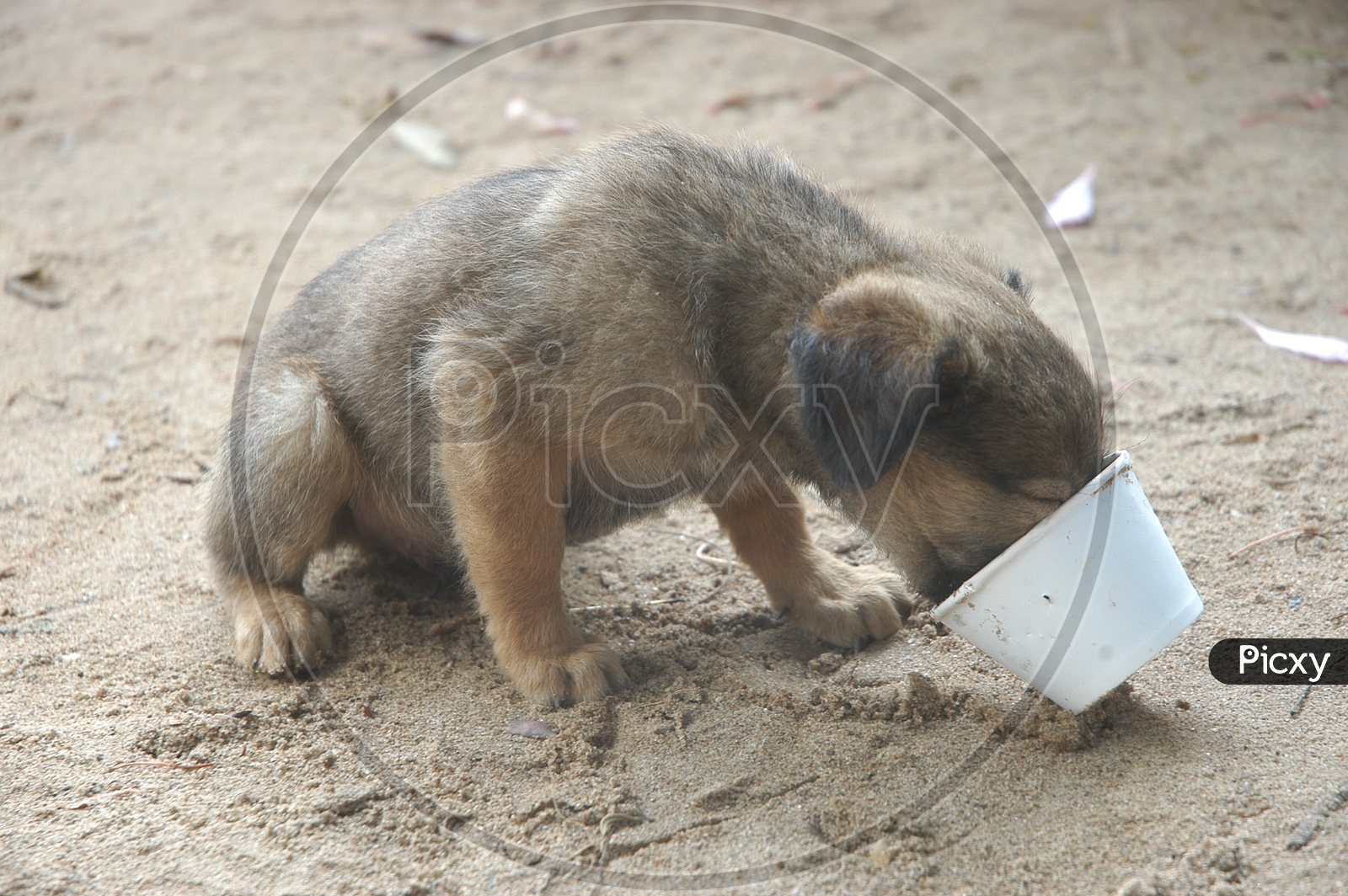 A pup with its head inside a bowl