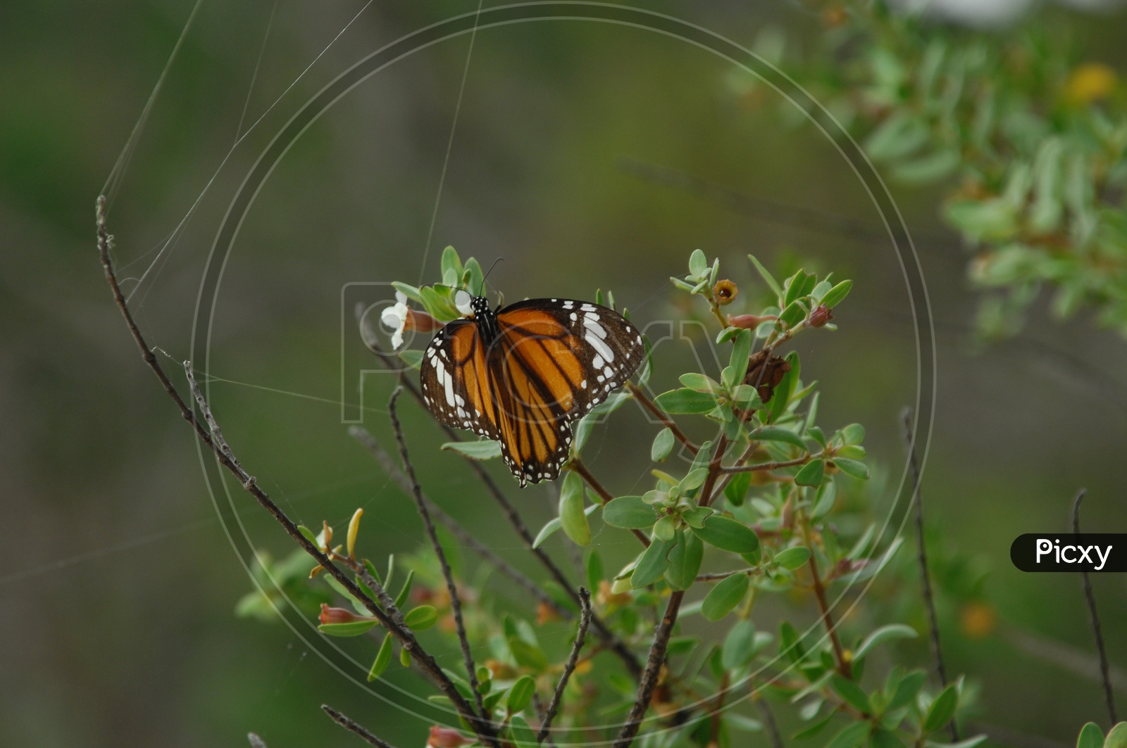 Monarch butterfly on a plant