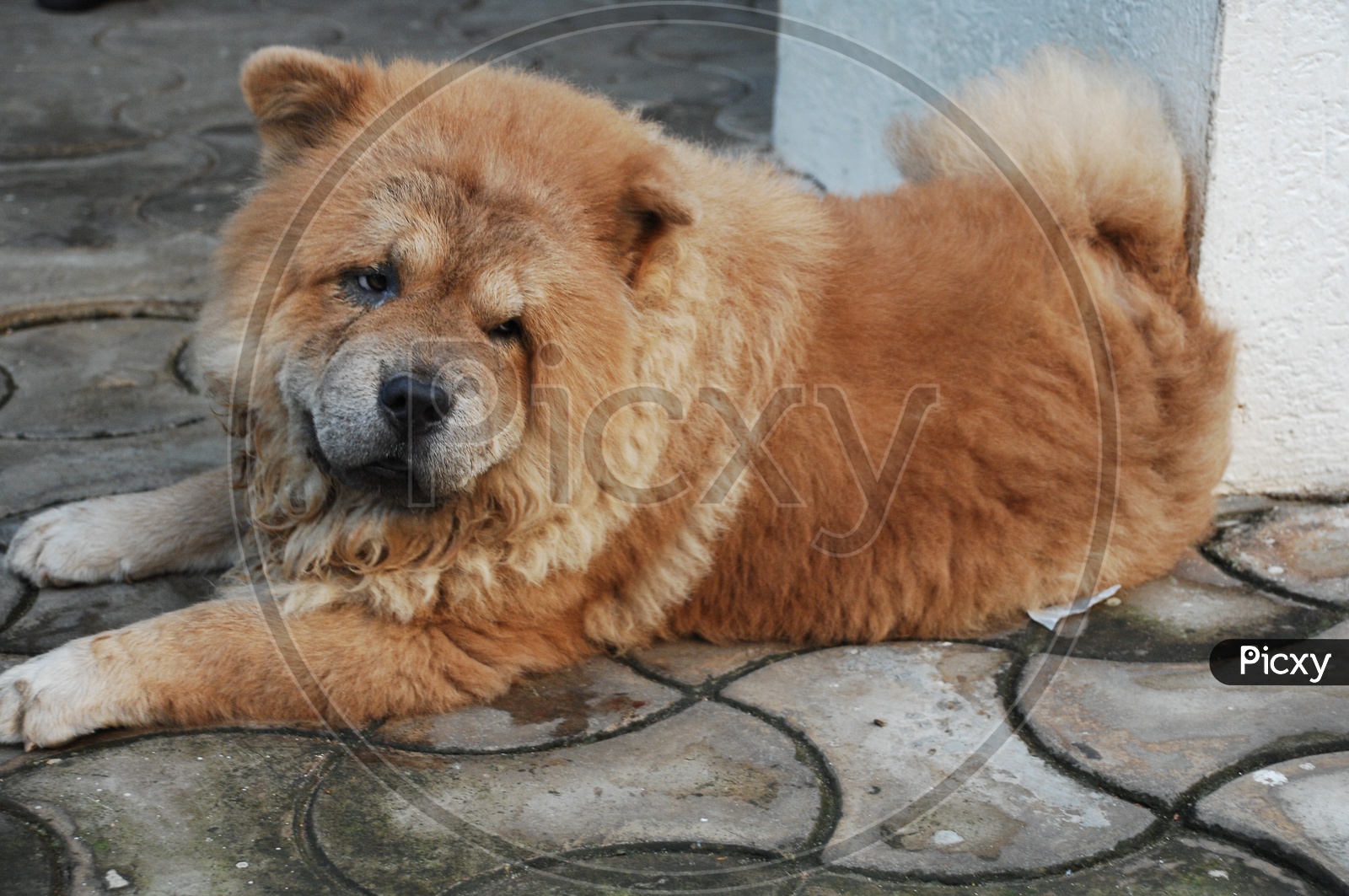 A Chow Chow dog sitting on the floor