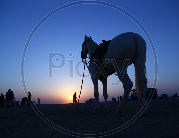 Silhouette Of a Horse