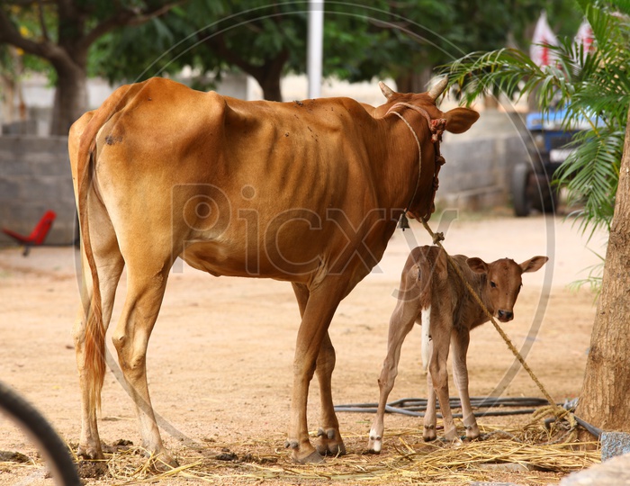 Cow tied up to the tree and calf beside it