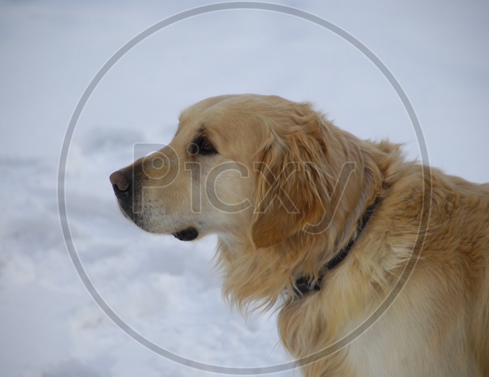 A Labrador dog's head with a neck belt