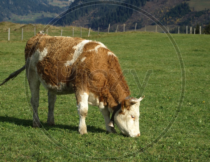 cow grazing in an open grass land