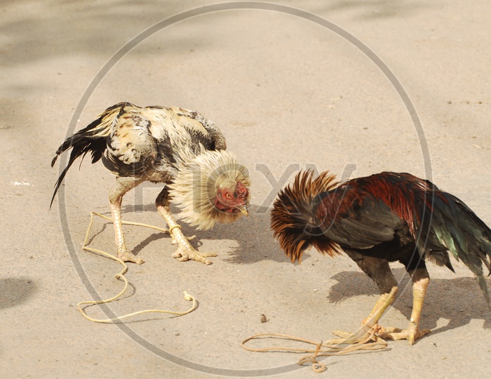 Cock Fight in Indian rural Village Streets