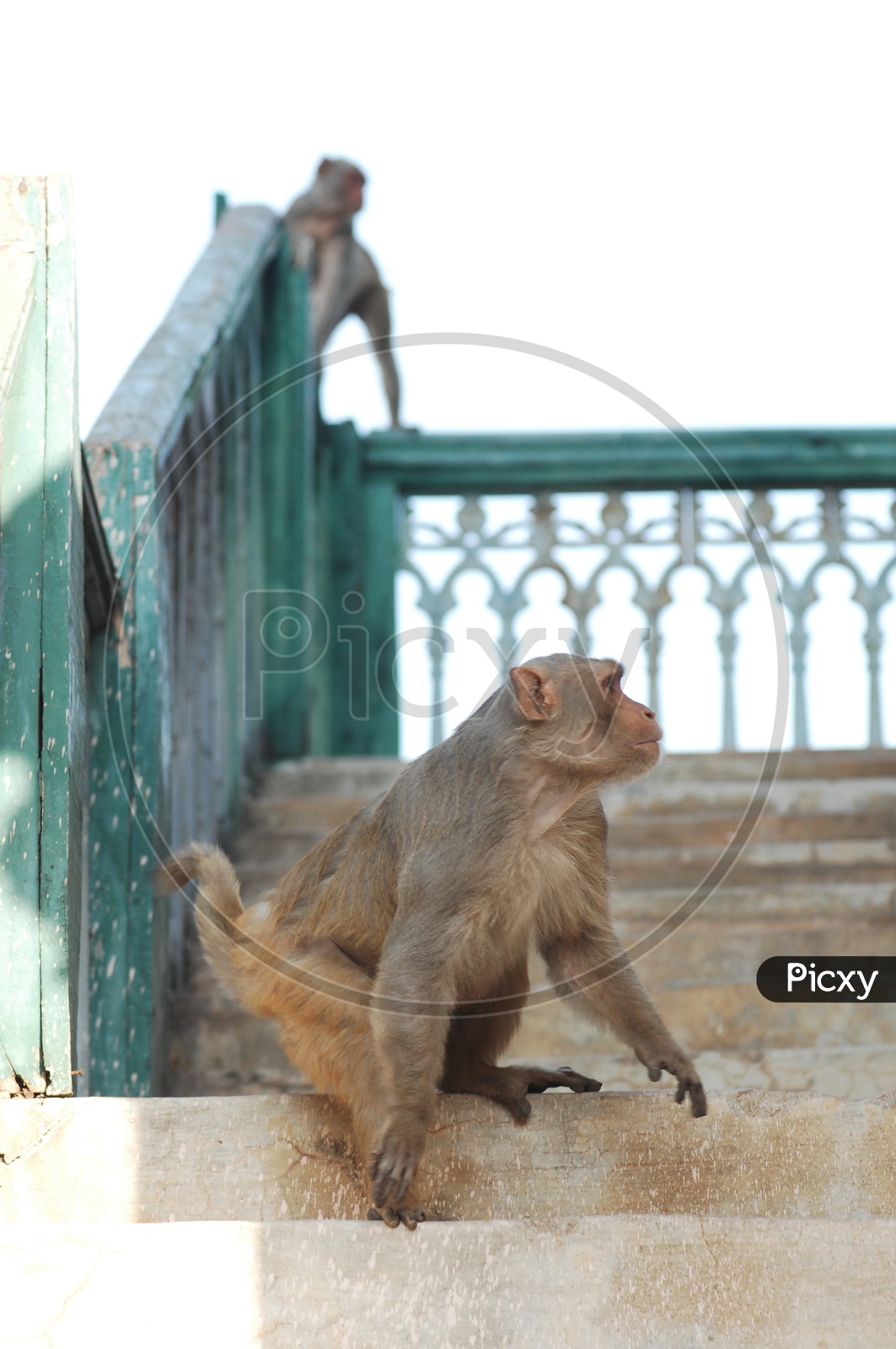 A Macaque looking side wards