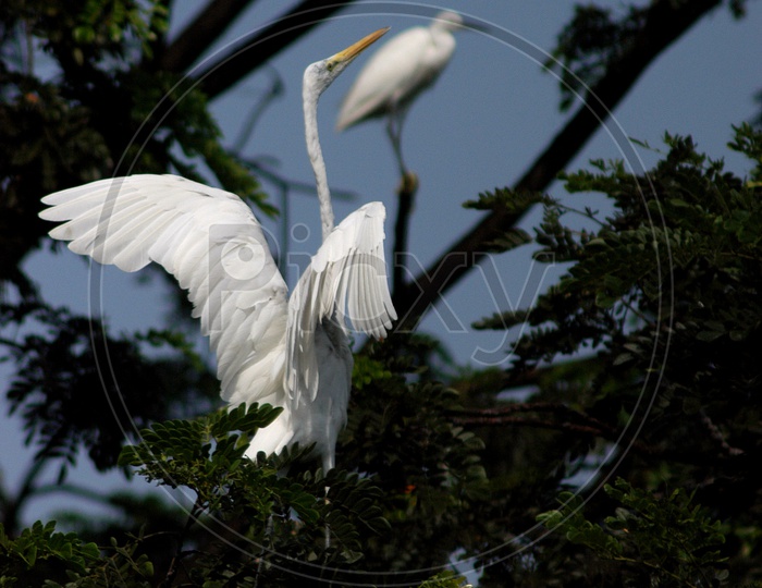 Great egret on the tree