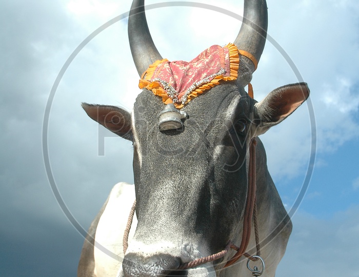 Close shot of a wild black ox