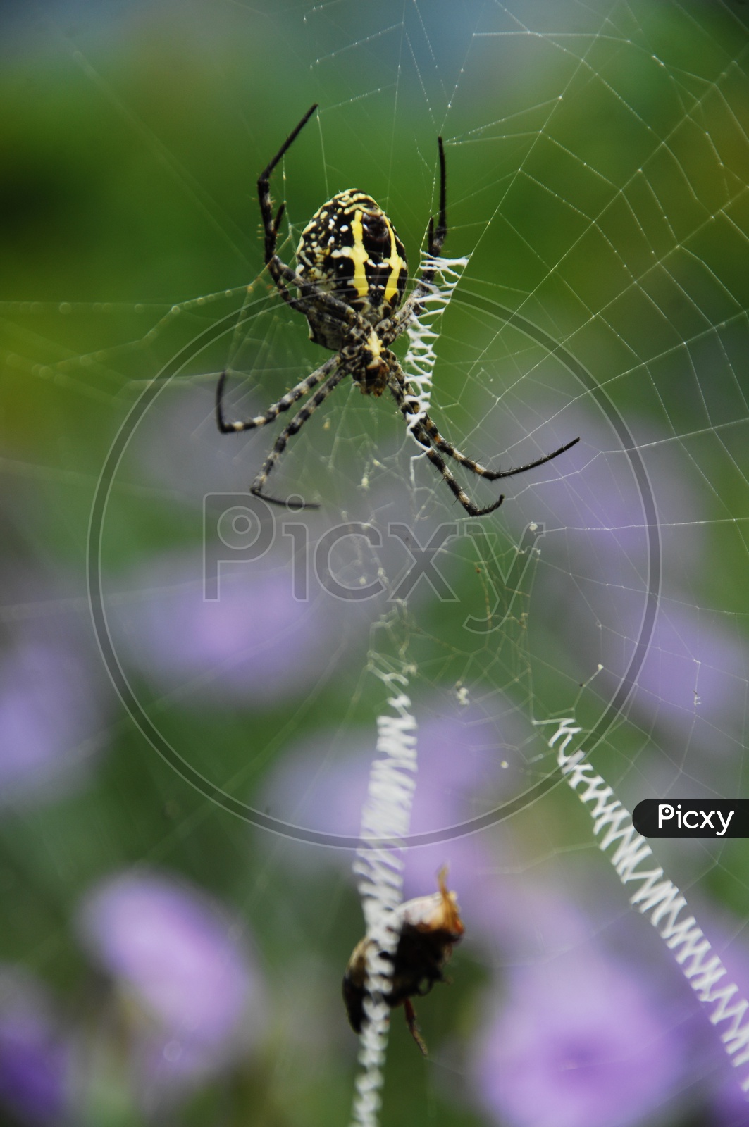 A Spider in a web