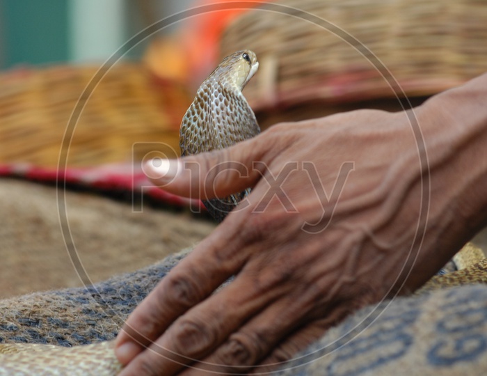 Man holding the Indian Cobra with his hands