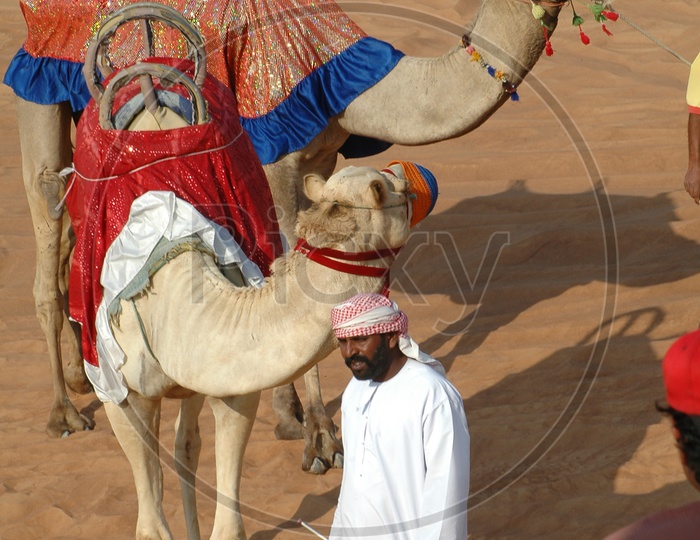 A camel herder with camels in the desert