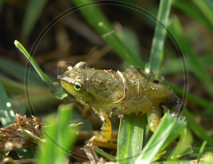 A frog on the grass