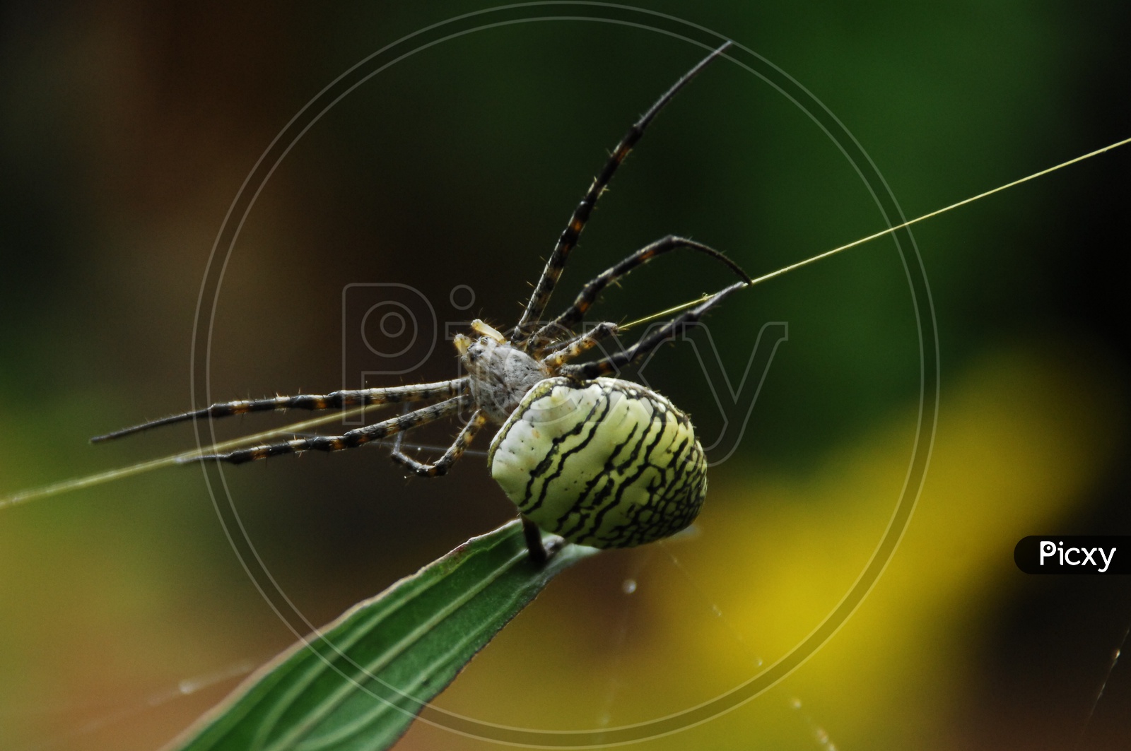 A Spider on the plant leaf