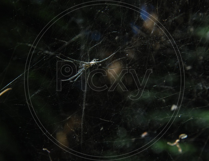 An insect in a spider web