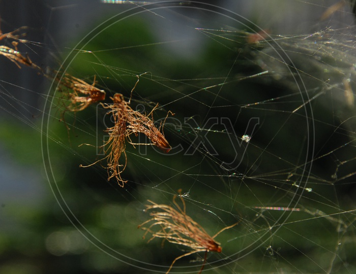 Fibrous material in the Spider Web